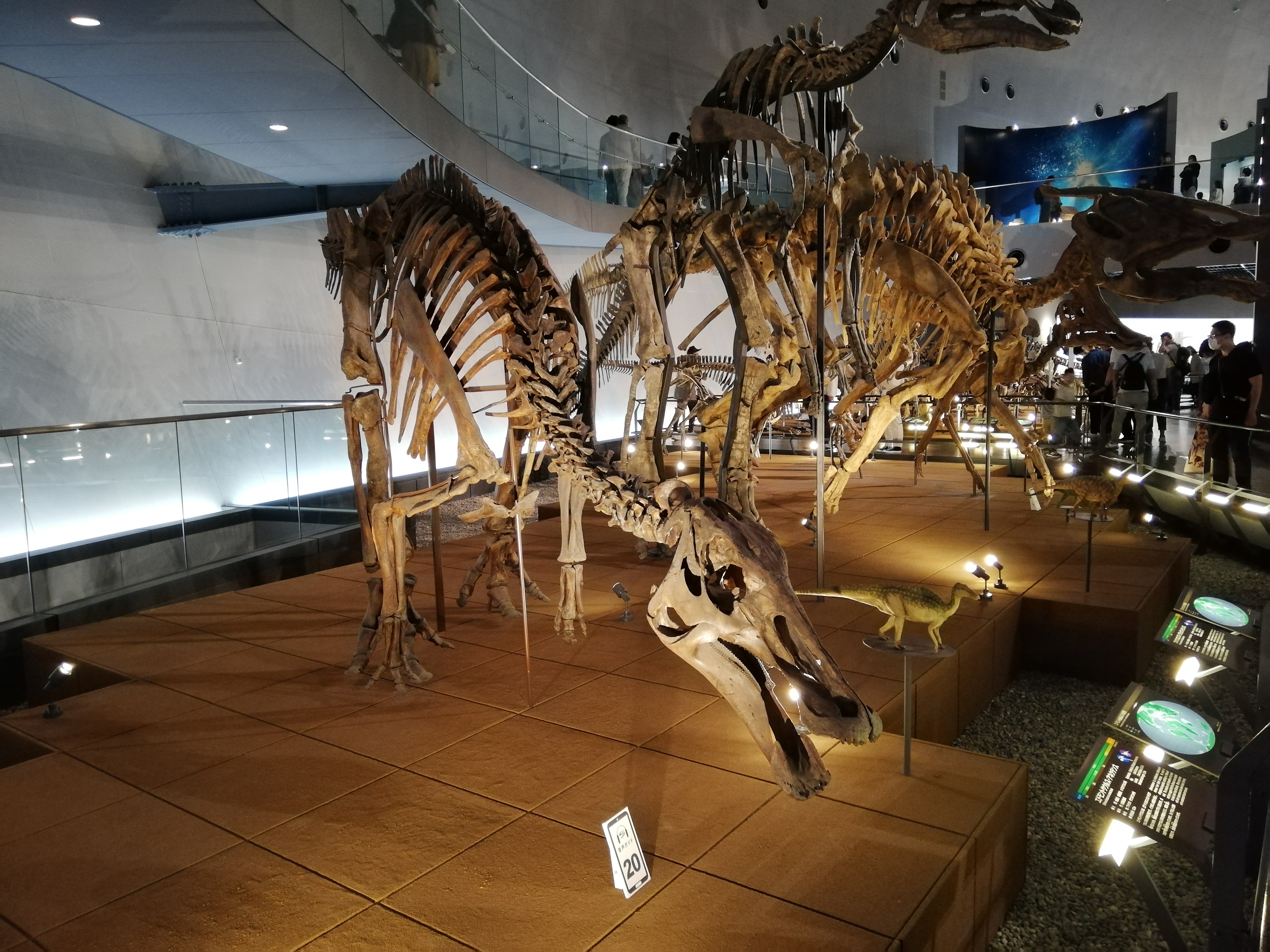 福井県立恐竜博物館の恐竜化石展示