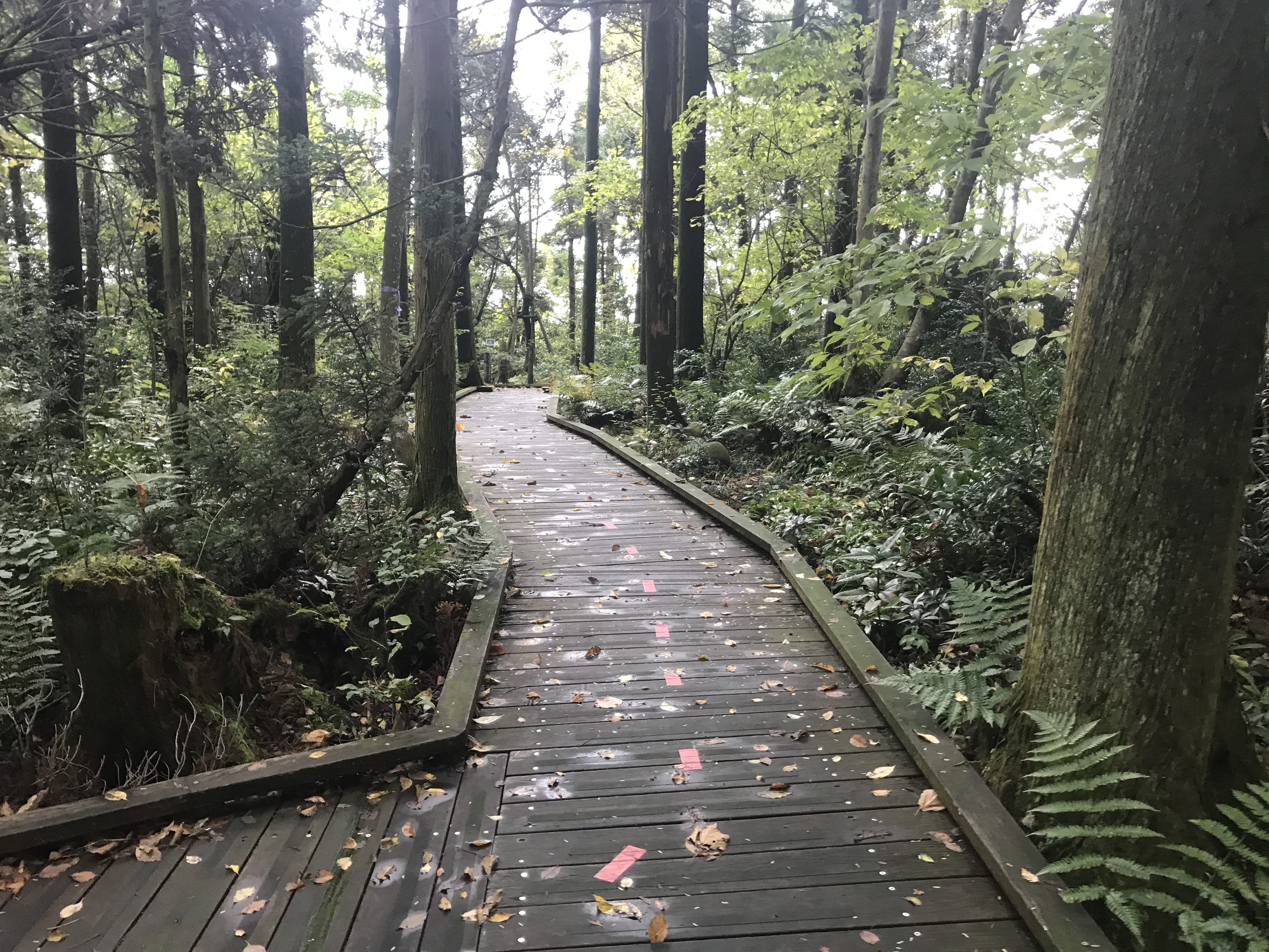 入善町の天然記念物・杉沢の沢スギ