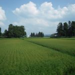 砺波市大門地区の手延べ素麺