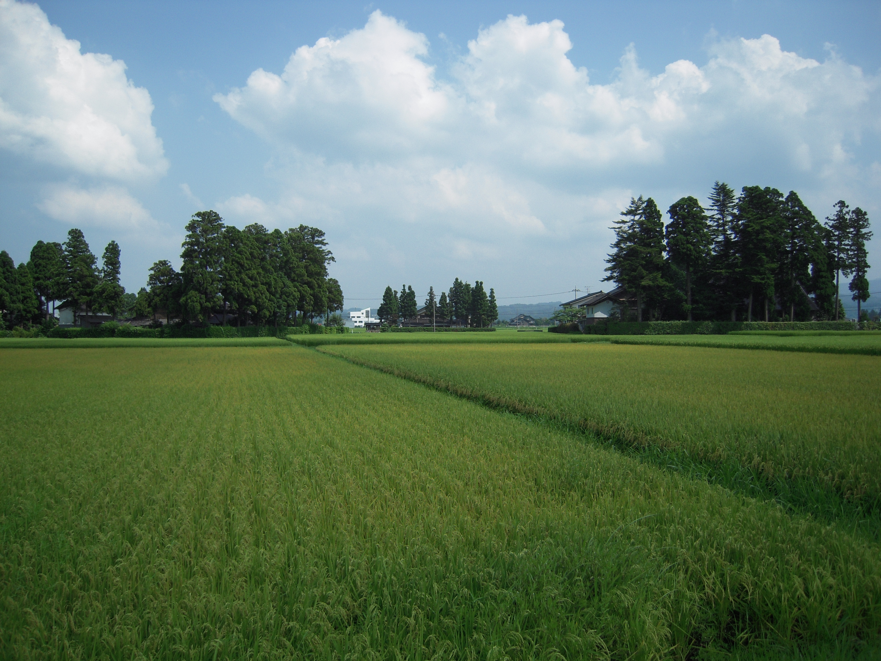 砺波市大門地区の手延べ素麺