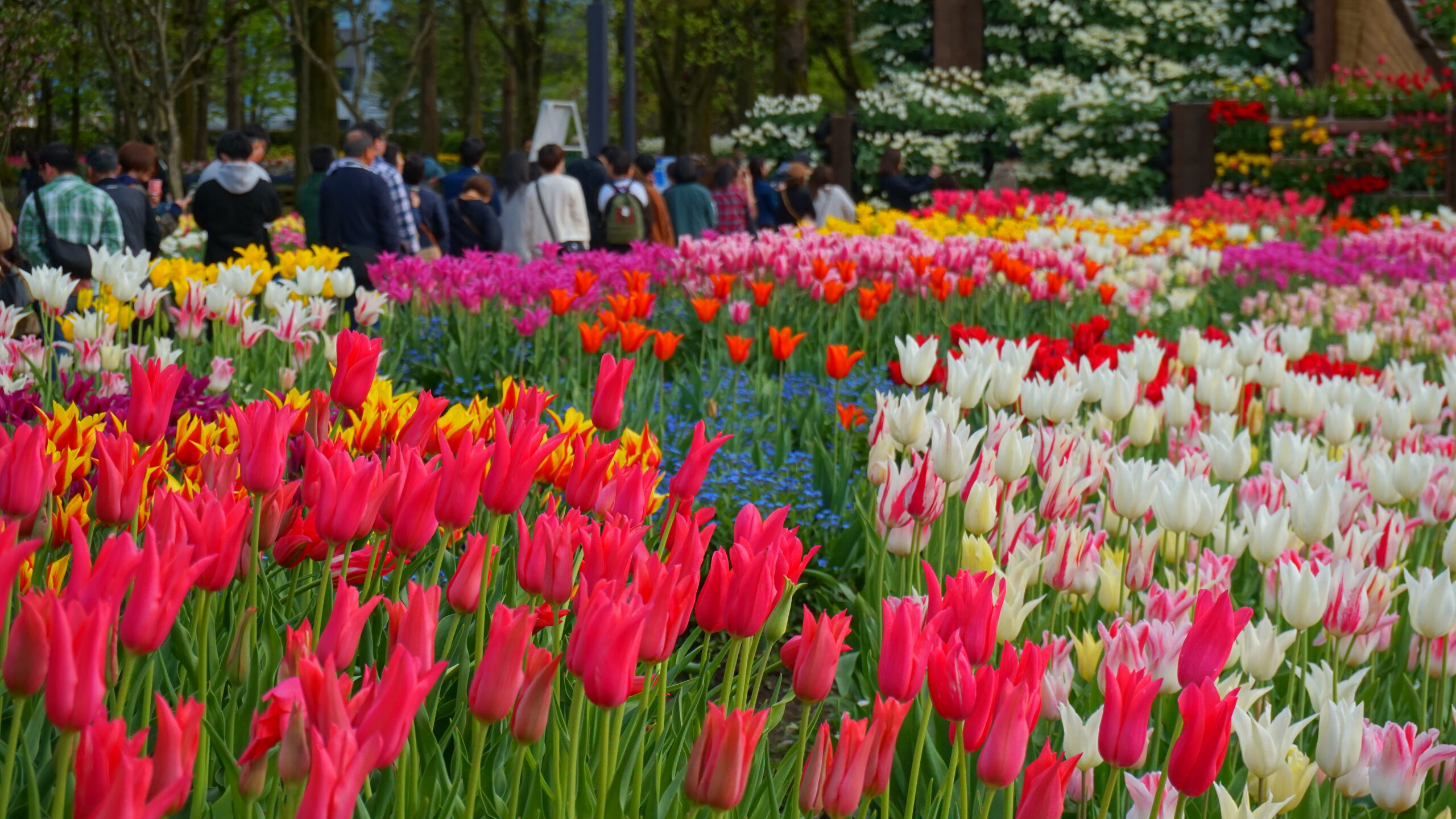 砺波チューリップフェアの300万本のチューリップ