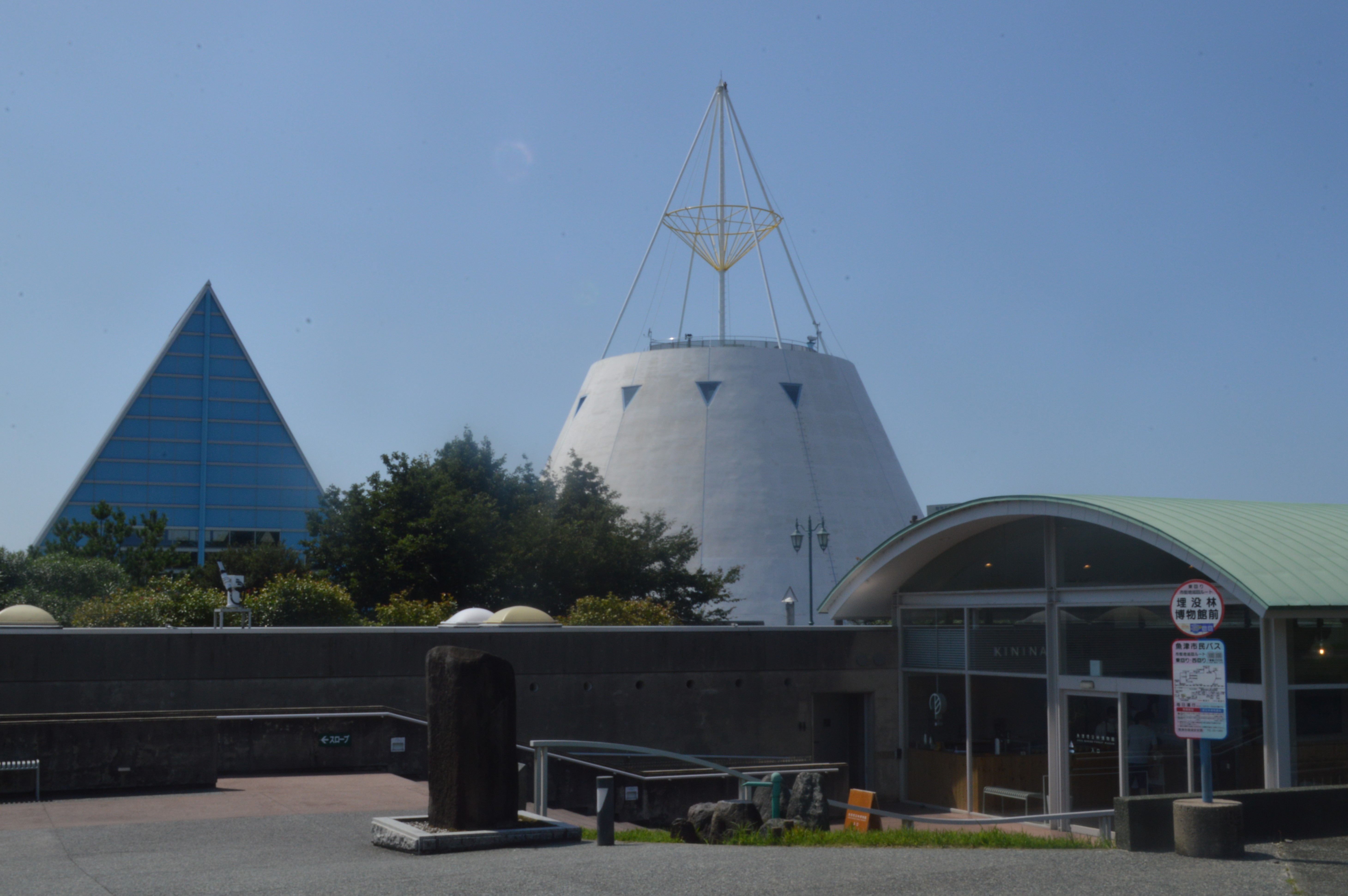 魚津埋没林博物館の特別天然記念物の埋没林