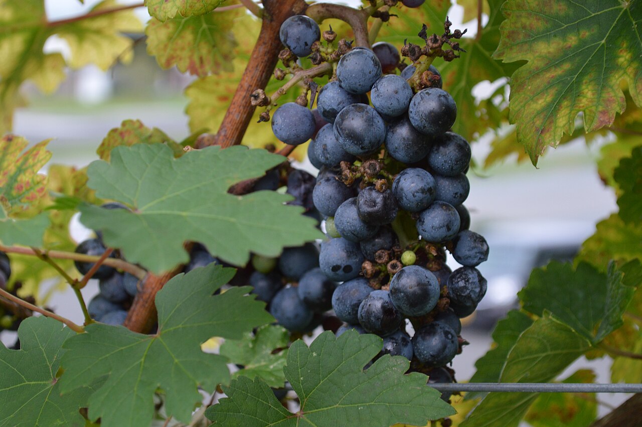 ブドウ畑の風景