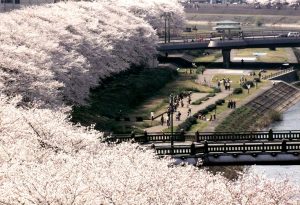 足羽川桜並木の春景色