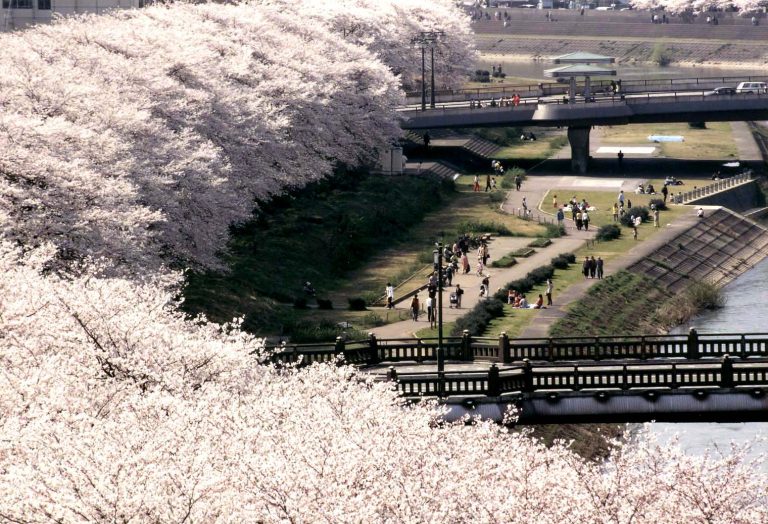 春の福井観光ガイド2026｜桜の名所・恐竜博物館・東尋坊と春の味覚を楽しむモデルコース