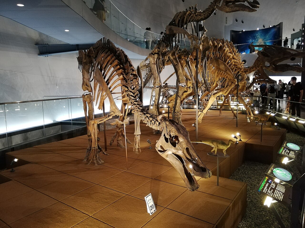 恐竜の復元骨格標本の展示風景