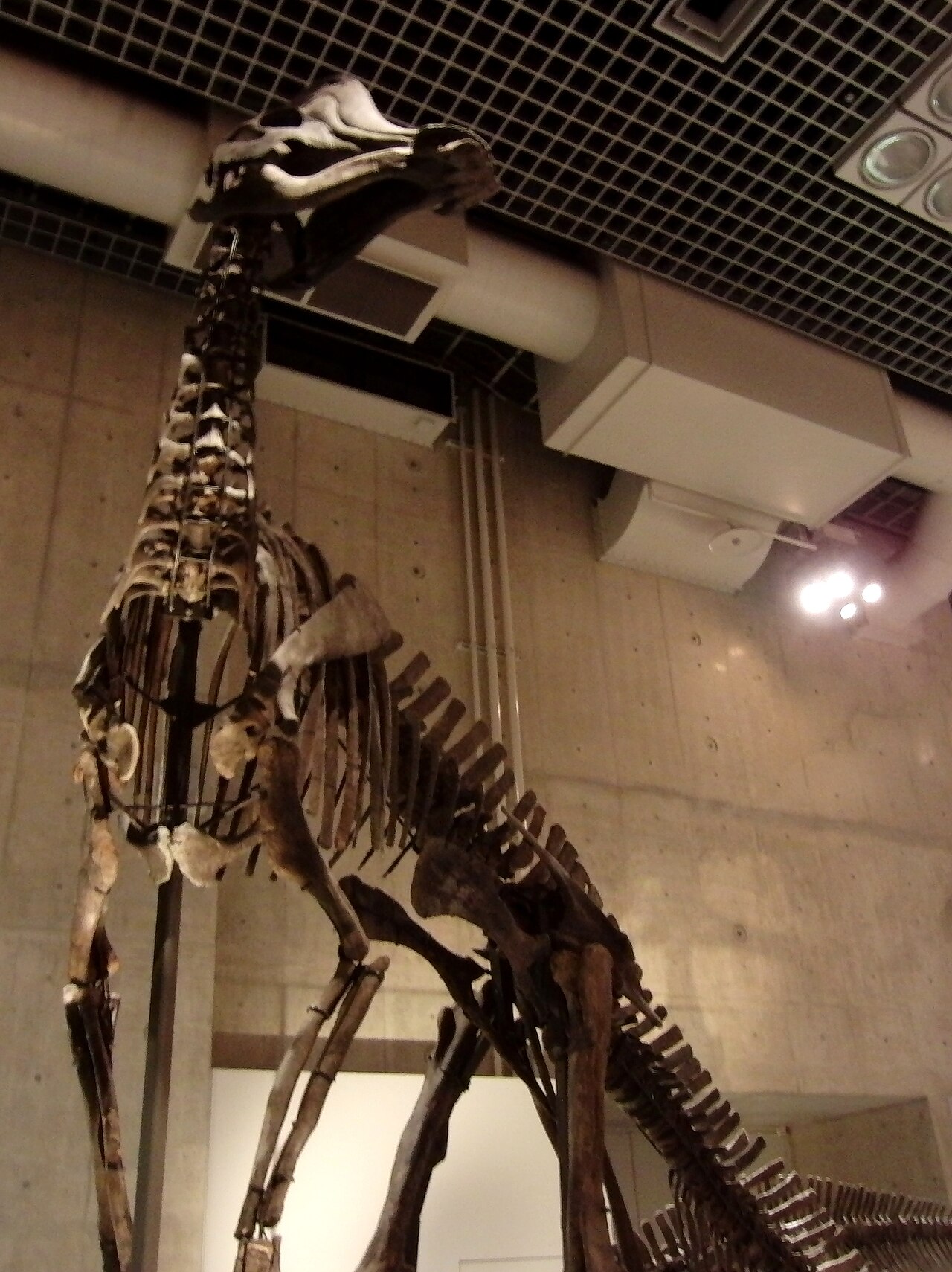 恐竜の化石標本の展示