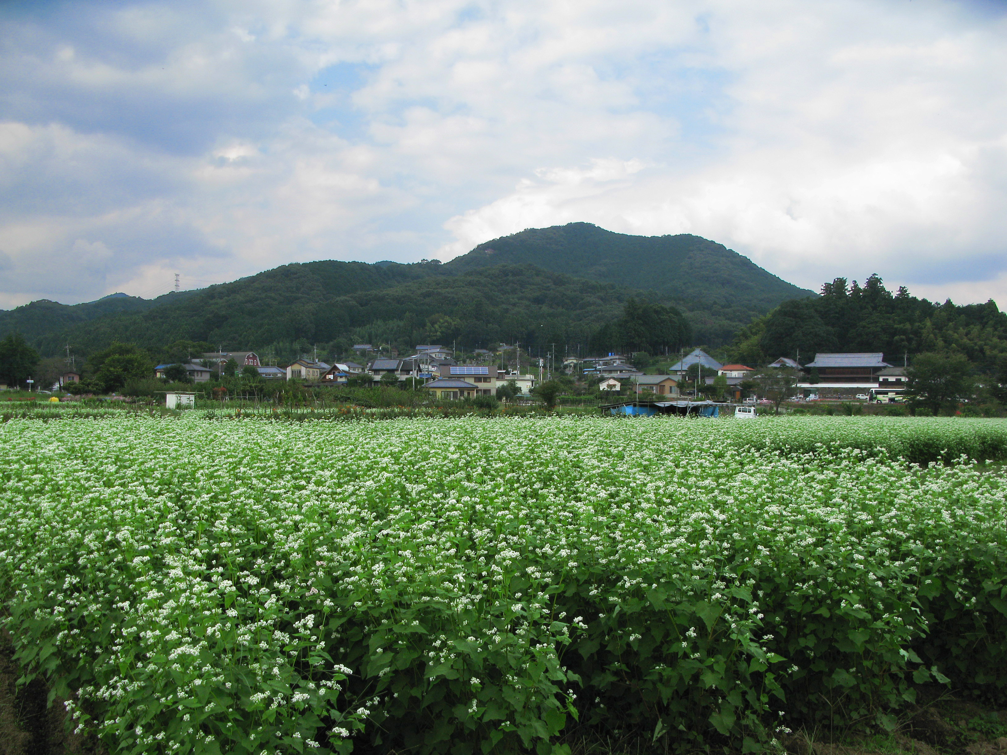 白い花が咲く福井県の蕎麦畑