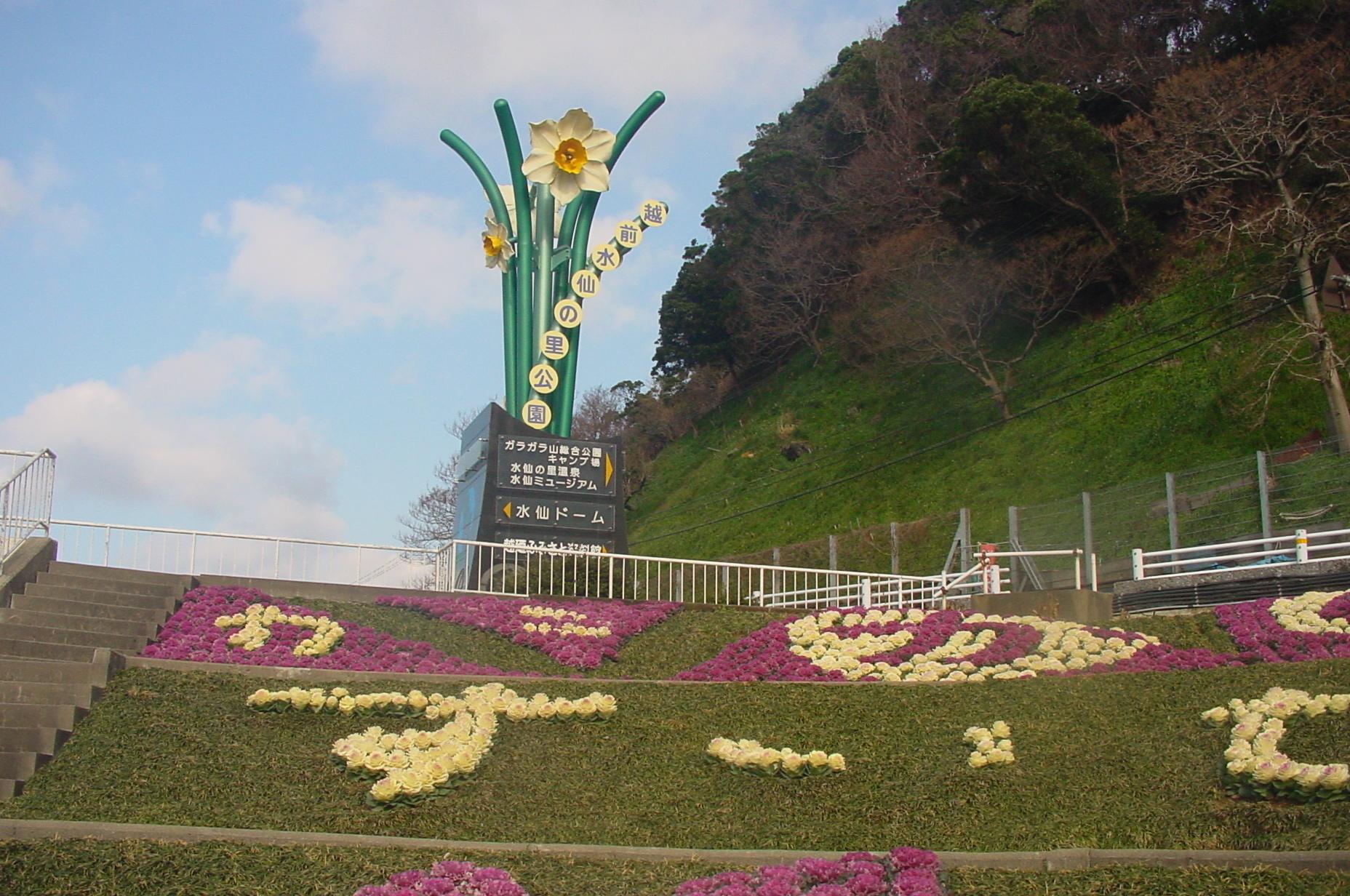 越前水仙の里公園に咲く日本水仙の群生