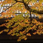 紅葉に彩られた永平寺の境内と杉木立