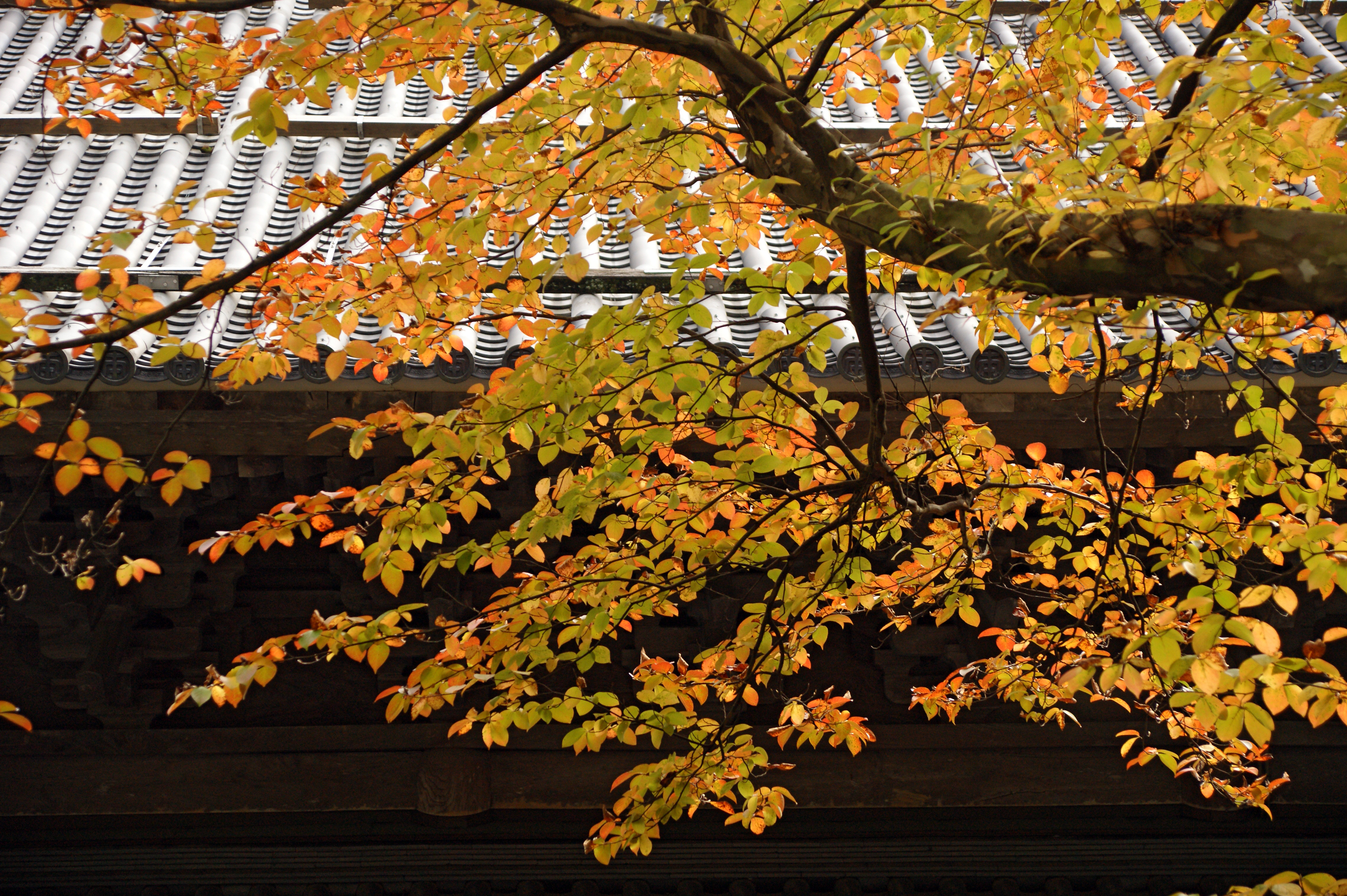 紅葉に彩られた永平寺の境内と杉木立