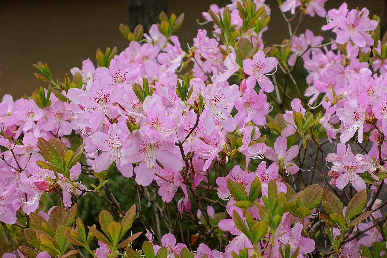 金沢・彦三緑地の日本庭園風景