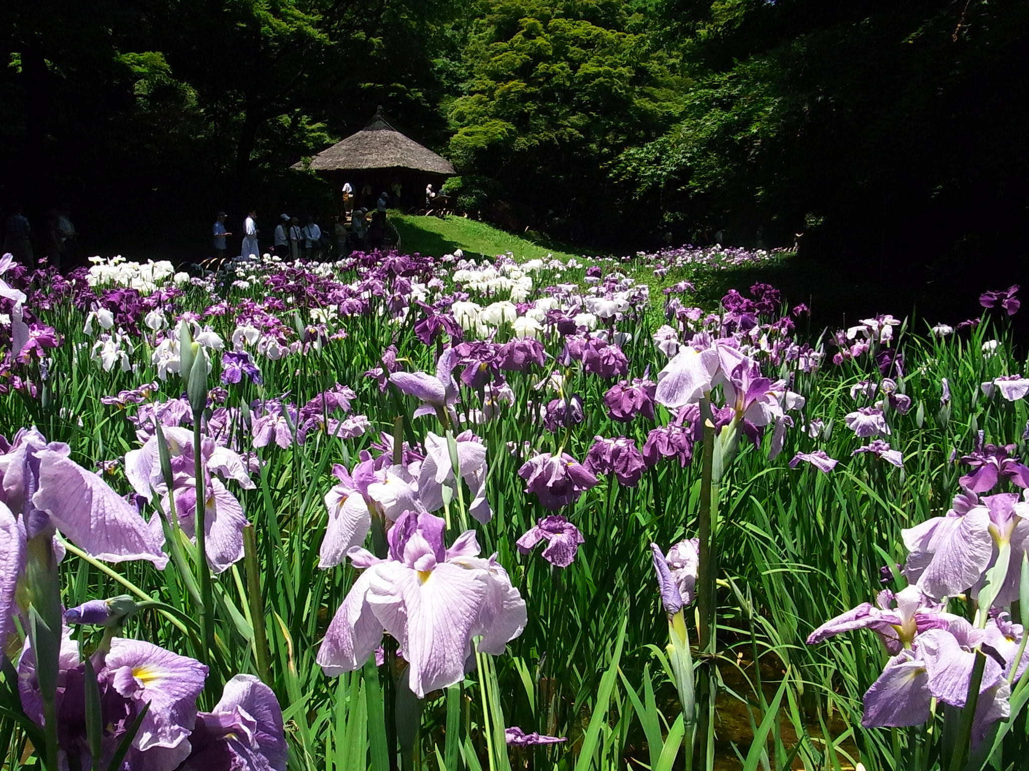 紫と白の花菖蒲が咲き誇る日本庭園の風景