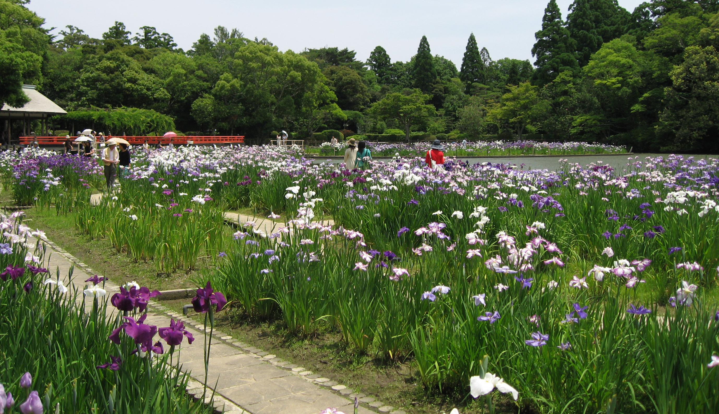 頼成の森の花しょうぶ園
