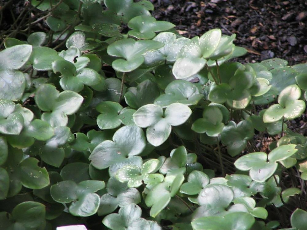ミスミソウ（雪割草）の花