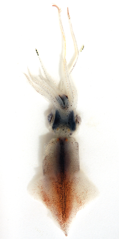 富山湾の深層水が育むホタルイカ（Watasenia scintillans）