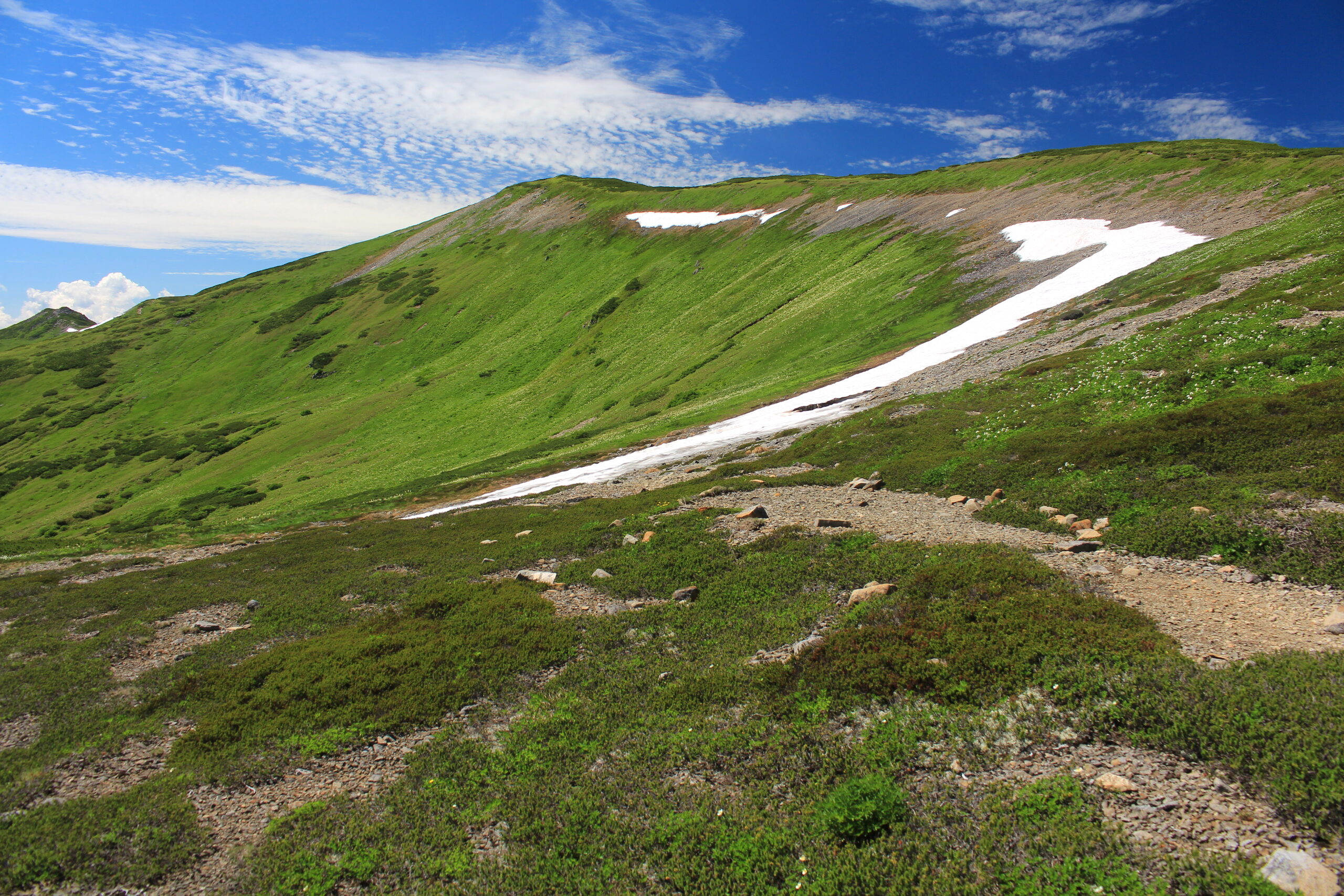 弥陀ヶ原の高山植物