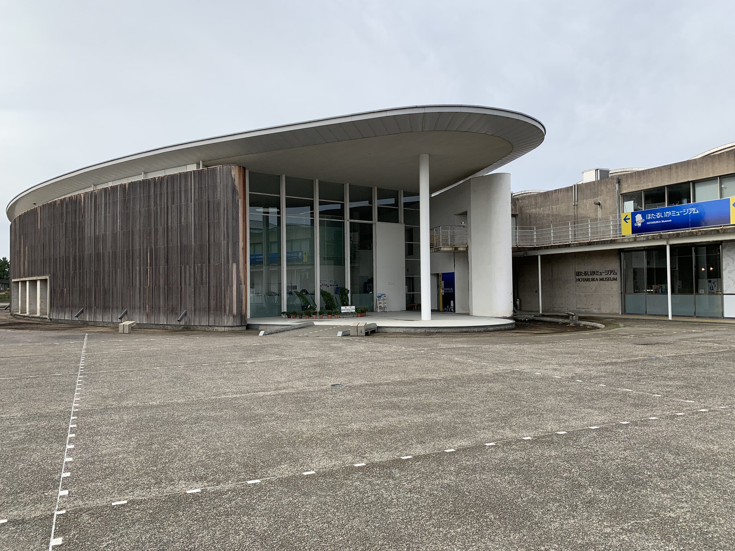 富山湾のホタルイカの群遊