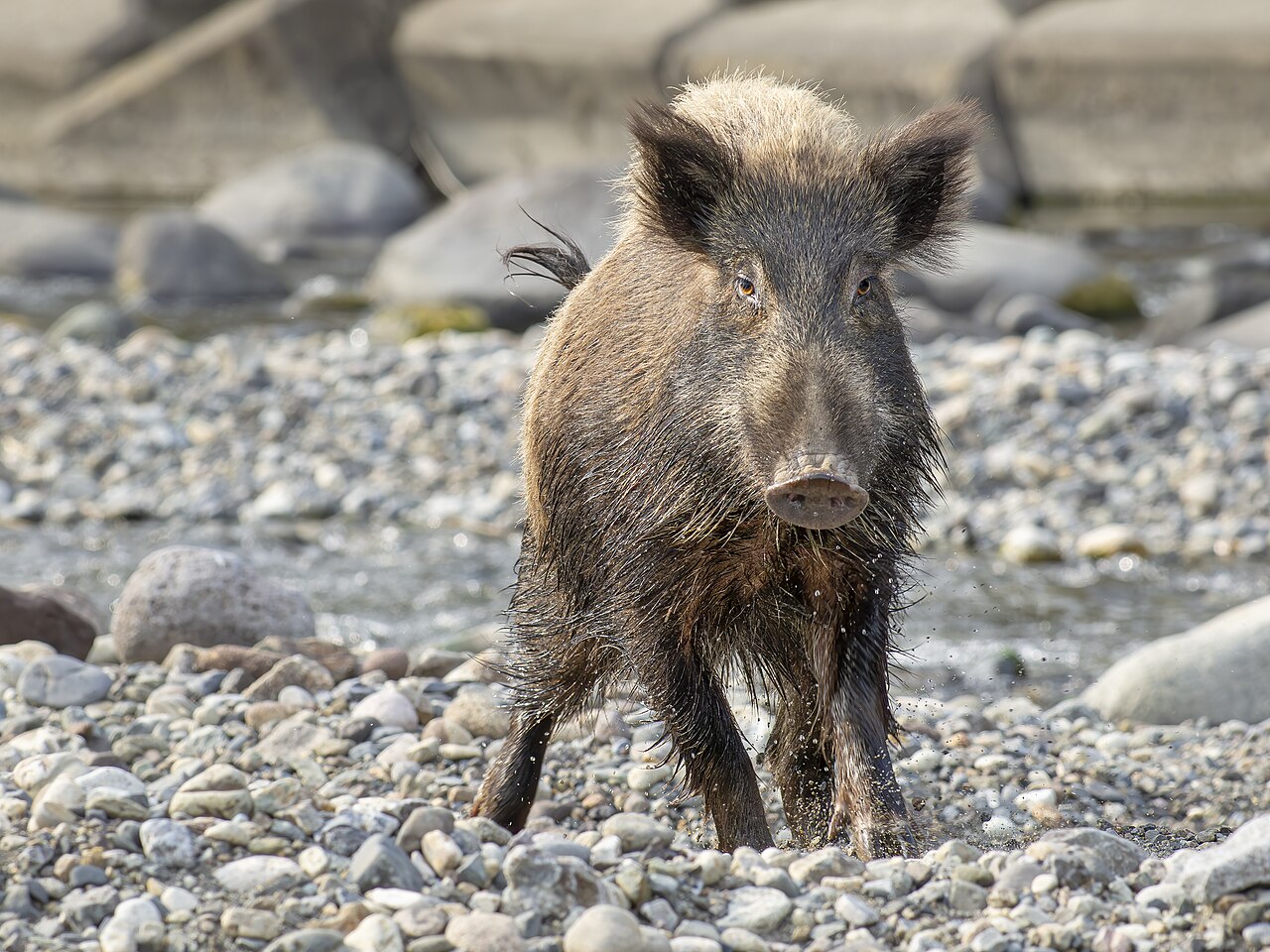 白山麓に生息するニホンイノシシ