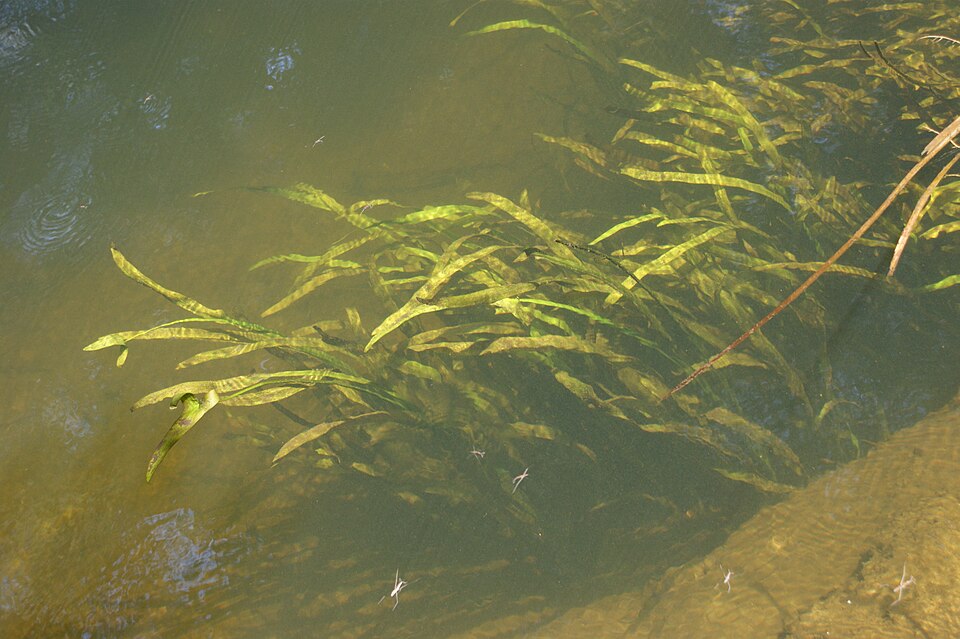 くわい（慈姑）