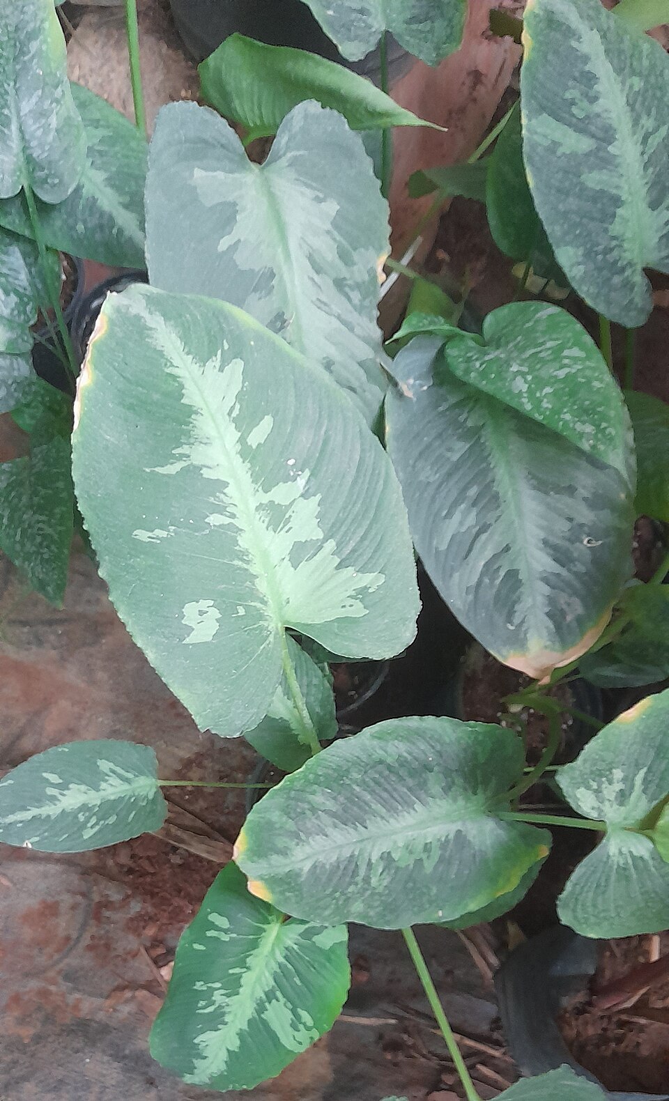 赤ずいき（里芋の茎）