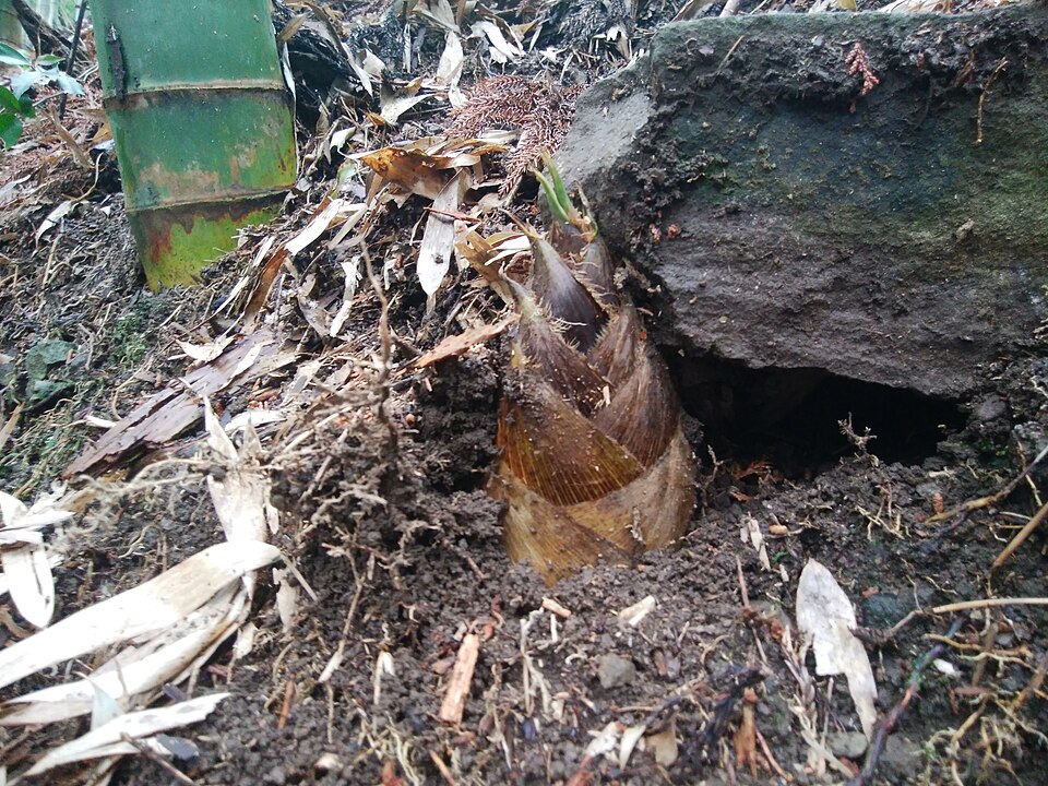 たけのこ（筍）