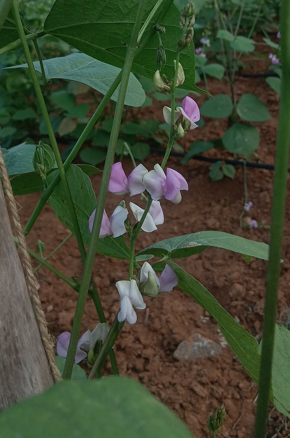 加賀つるまめ（フジマメ）