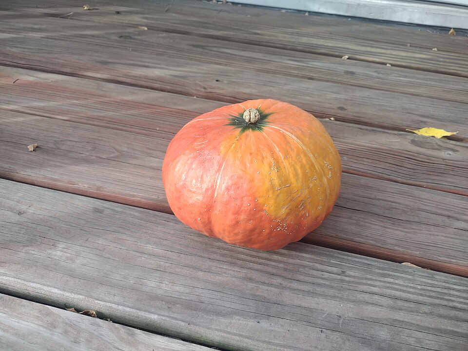 打木赤皮甘栗かぼちゃ