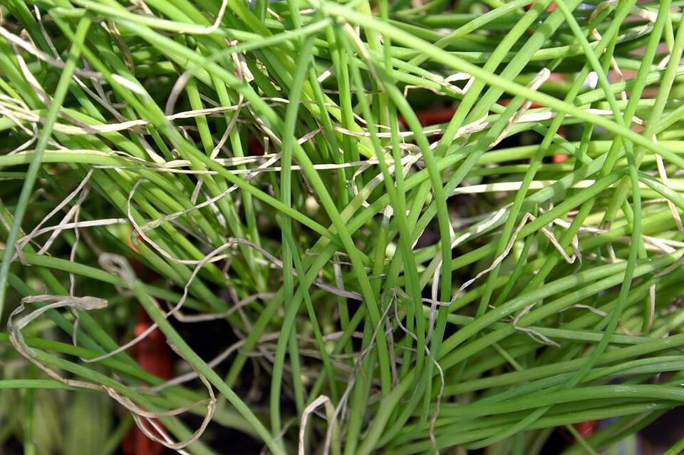 金沢一本太ねぎ