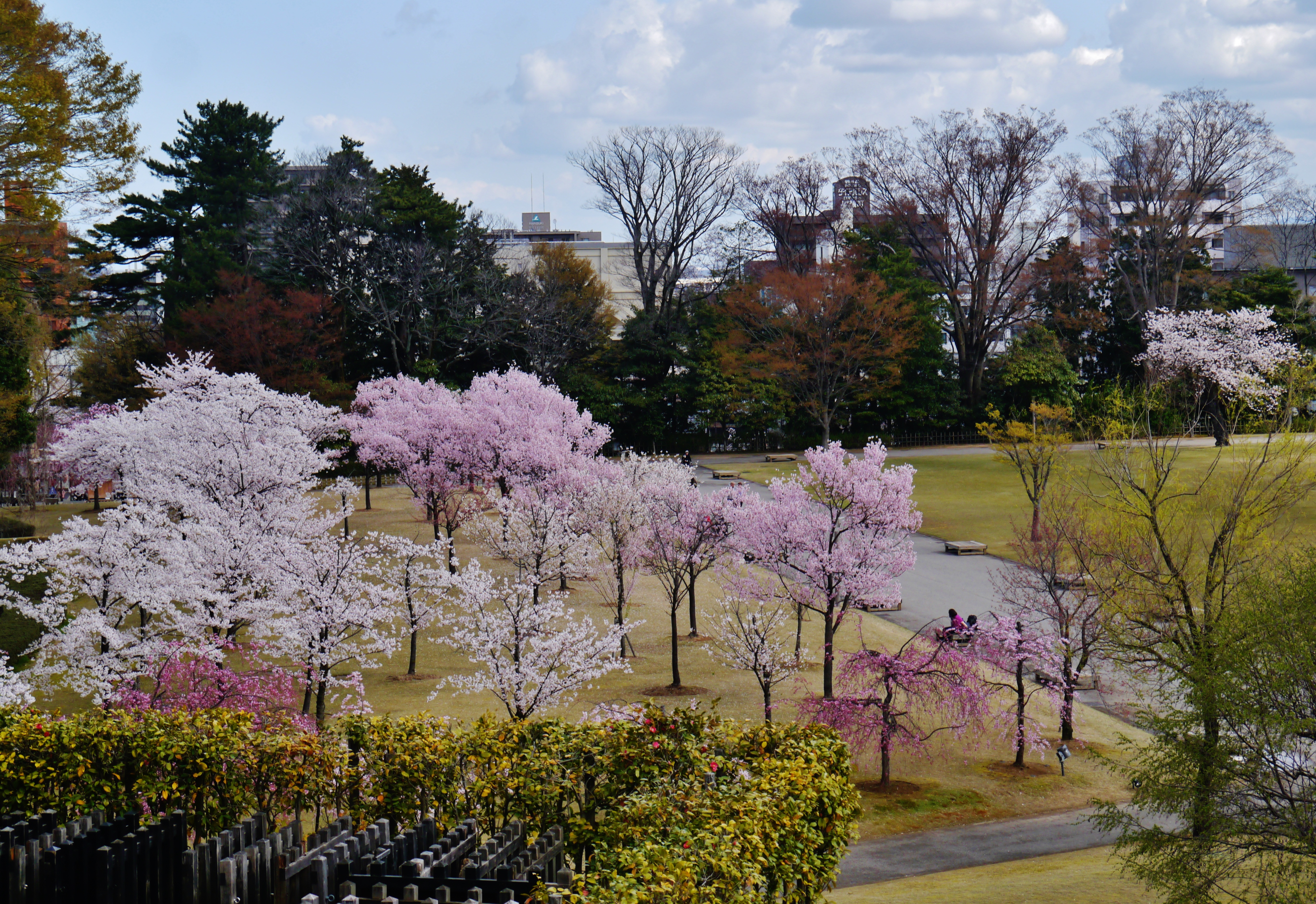 金沢城公園の石川門を彩る満開の桜