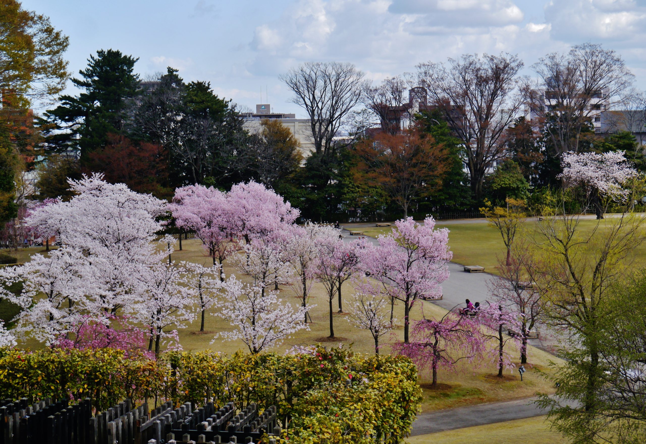 金沢城公園の桜が満開に咲く石川門周辺の春景色