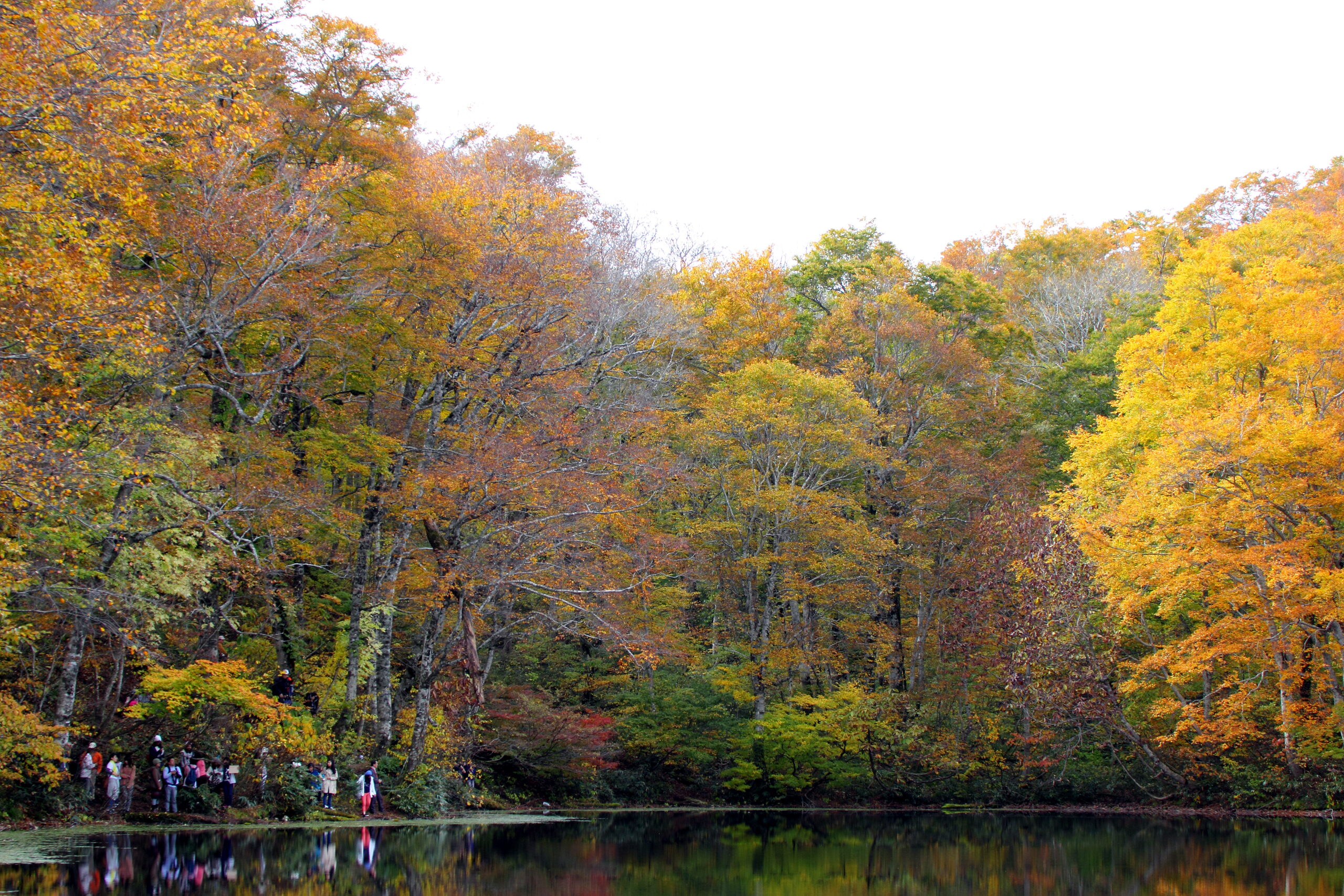 刈込池の湖畔と周辺のブナ林の風景