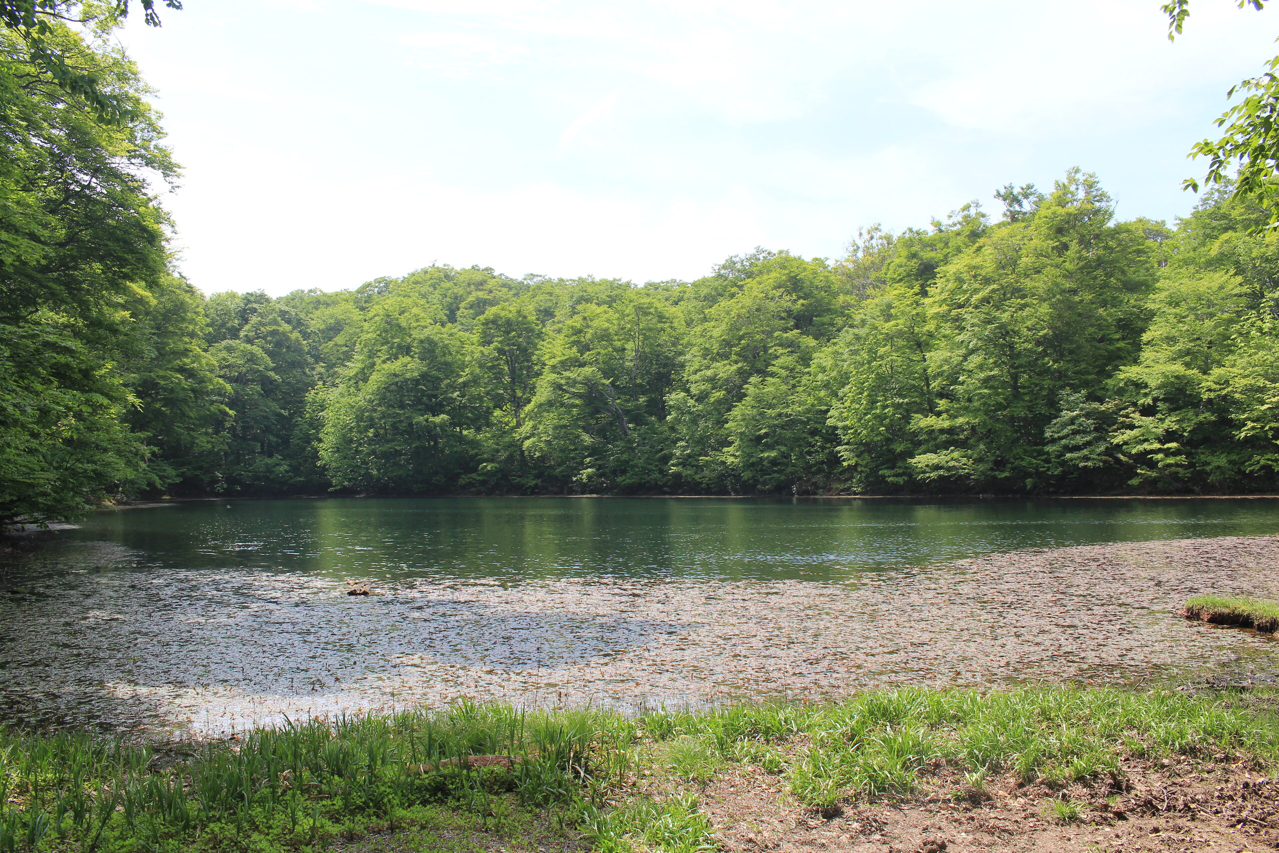 新緑に囲まれた刈込池の清らかな水面と周囲のブナ林