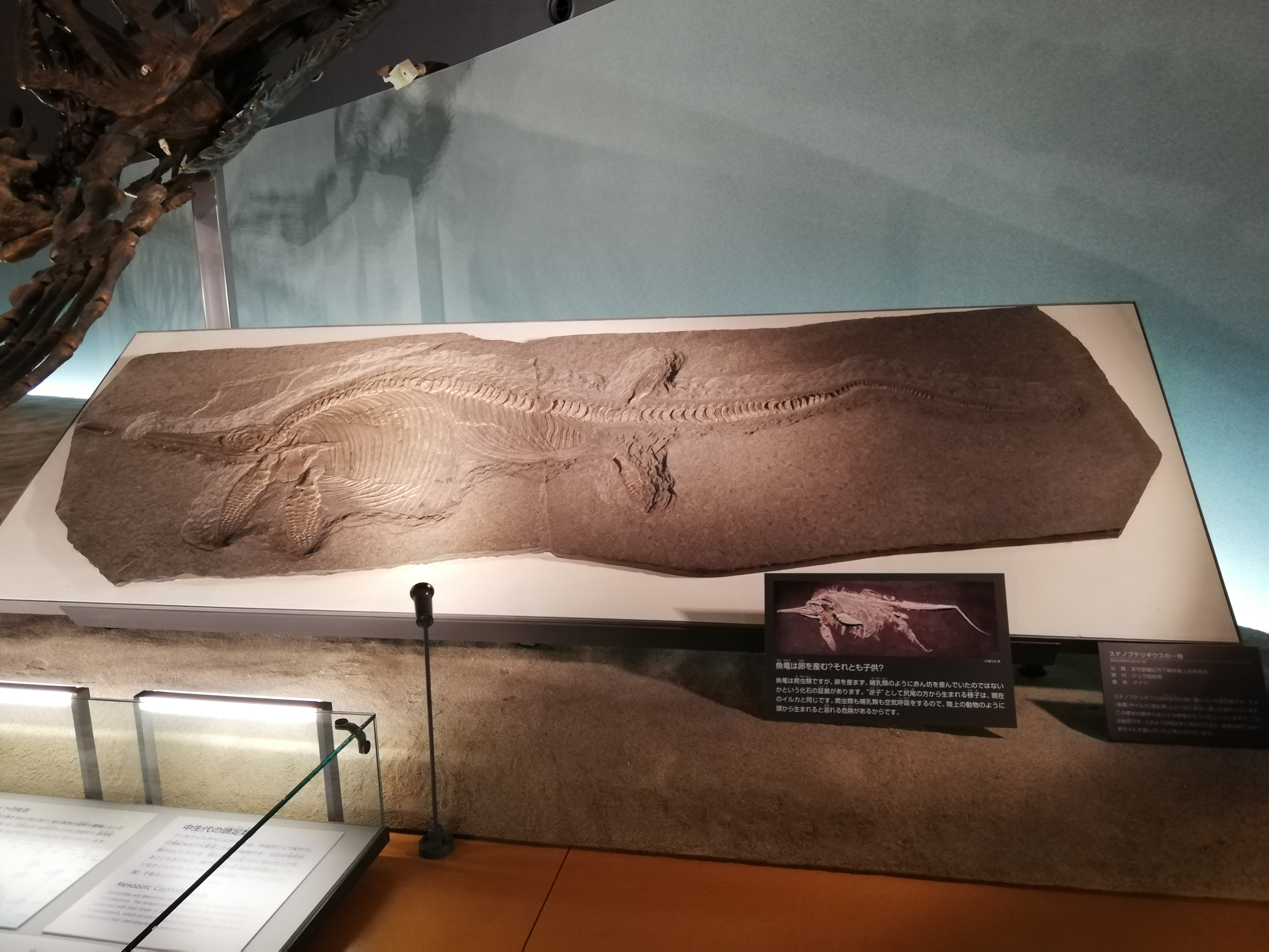 福井県立恐竜博物館の化石展示