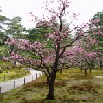 金沢・兼六園の美しい日本庭園と松の木