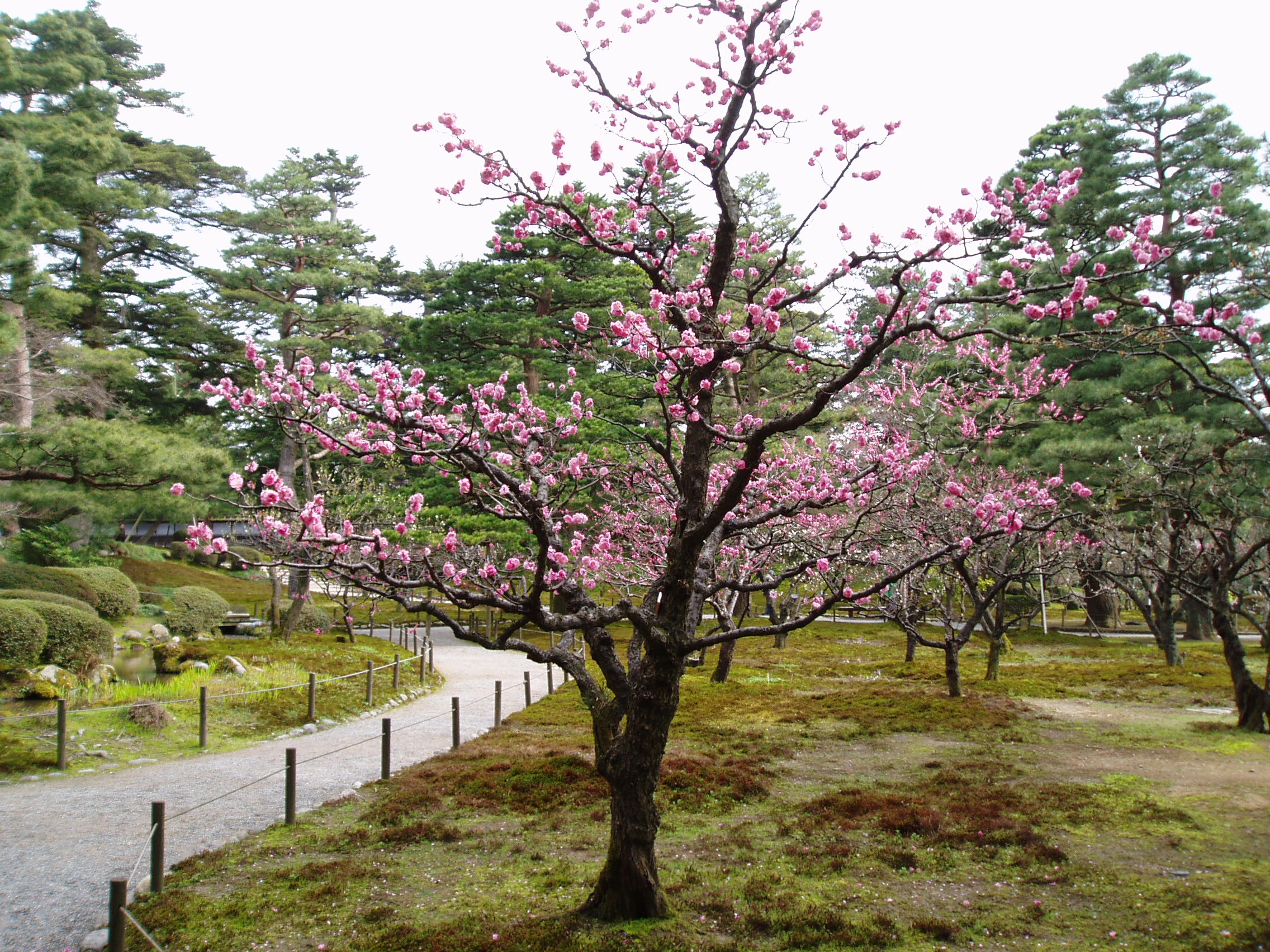 金沢・兼六園の美しい日本庭園と松の木