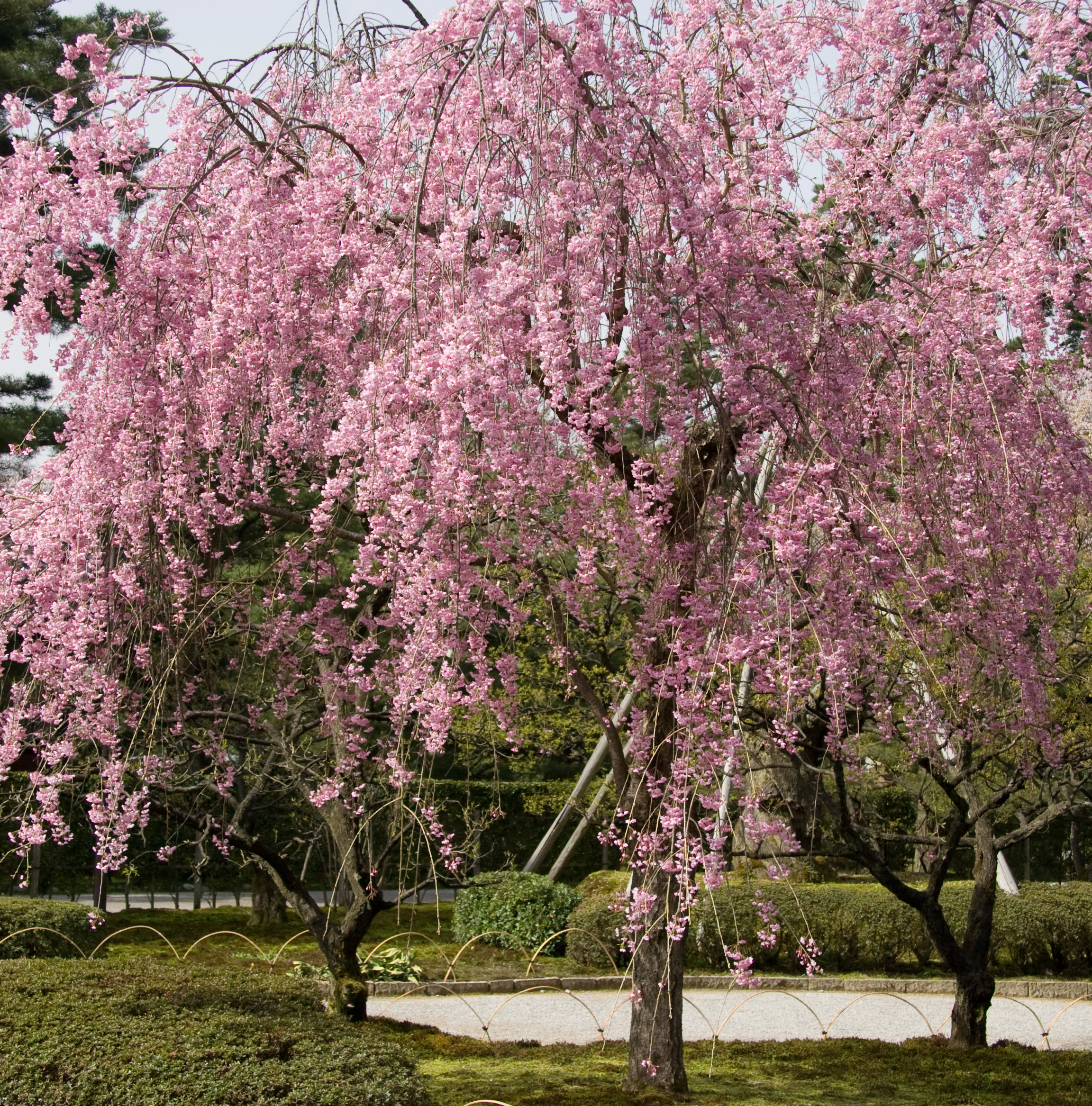 兼六園の満開の桜と庭園の池が織りなす春の絶景