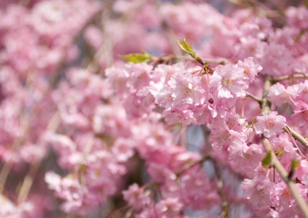兼六園の桜と霞ヶ池の春景色