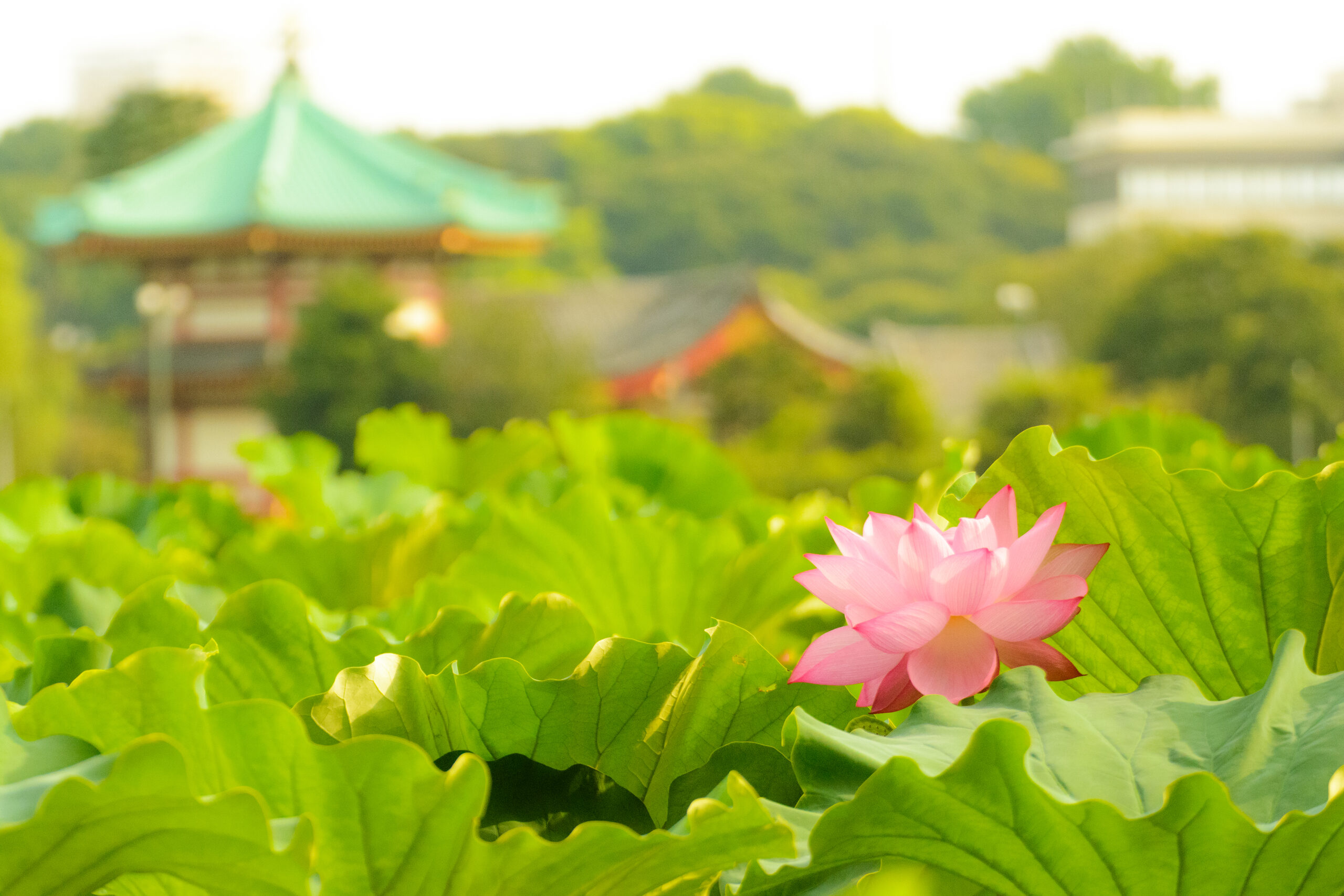 ピンク色の蓮の花が美しく咲く夏の風景