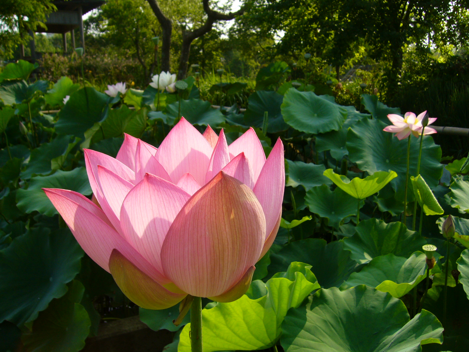 一面に広がる蓮の花と緑の葉が織りなす蓮園の風景