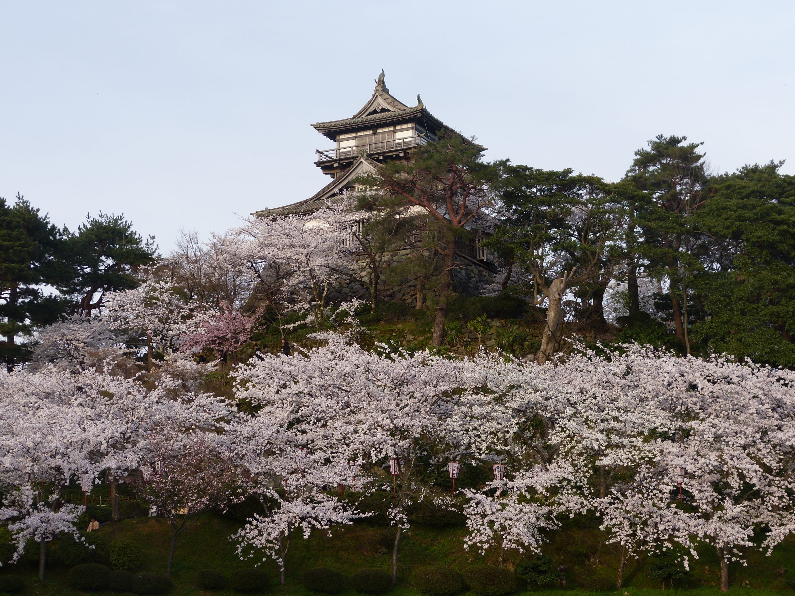 丸岡城天守閣と桜が美しく競演する春の風景