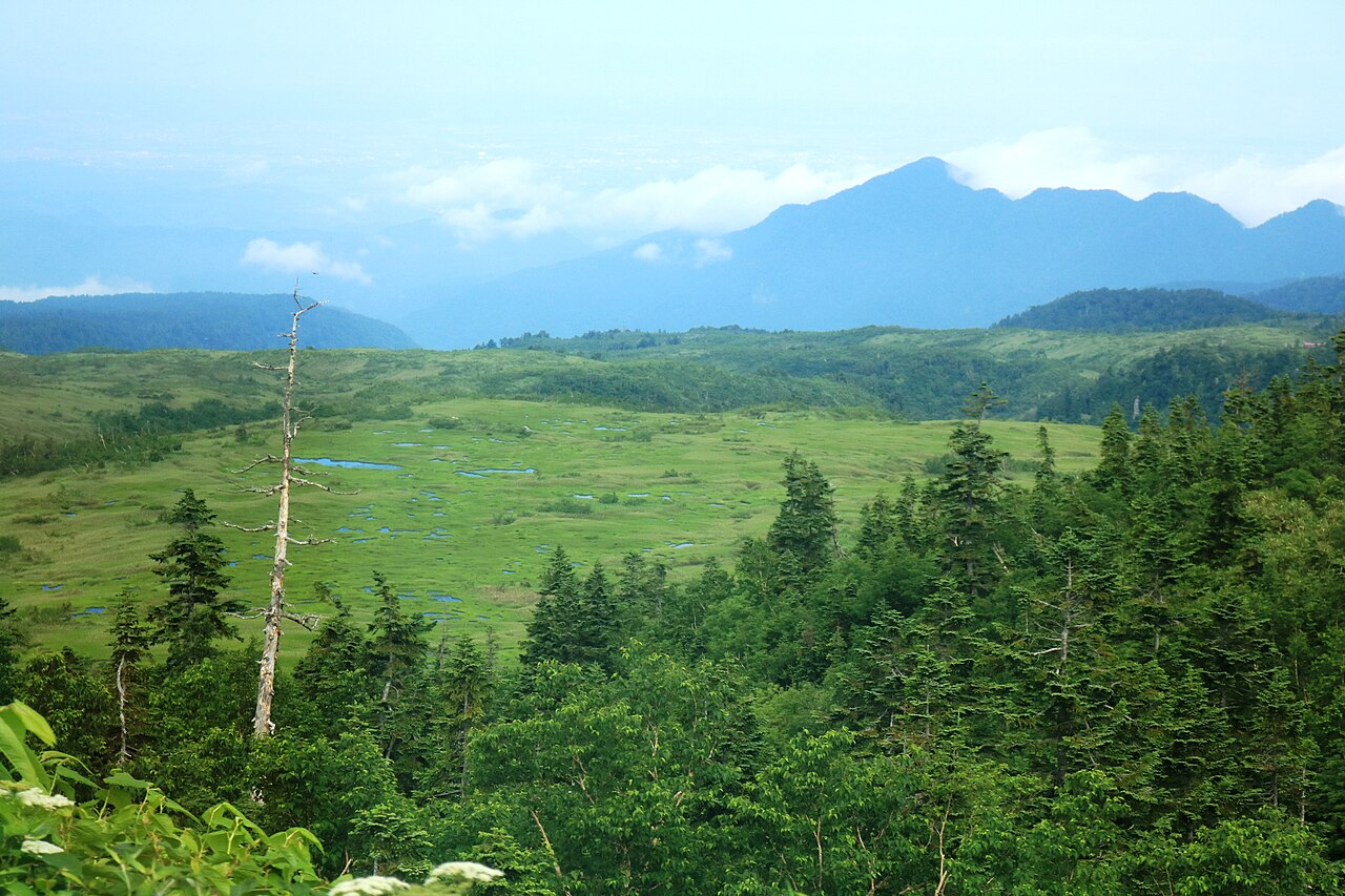 立山黒部アルペンルートの高原バスから見た弥陀ヶ原の広大な湿原