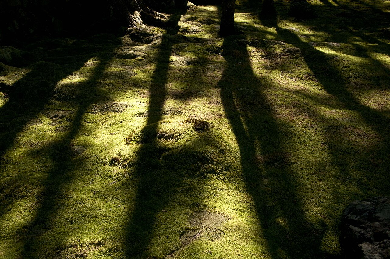 苔に覆われた日本庭園の美しい風景