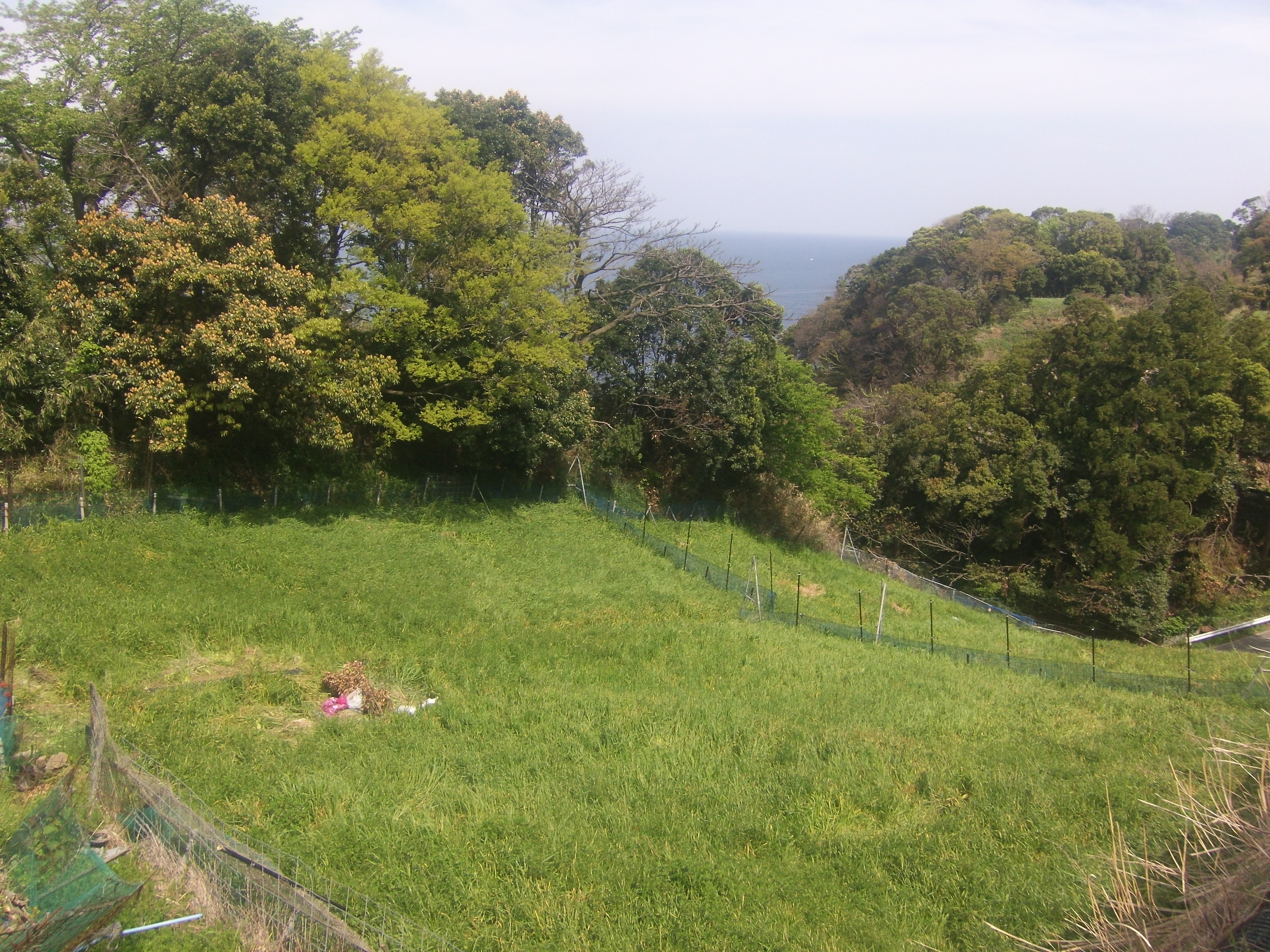 越前海岸上岬の水仙畑と日本海の風景