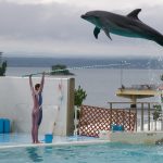 のとじま水族館でジャンプするイルカ