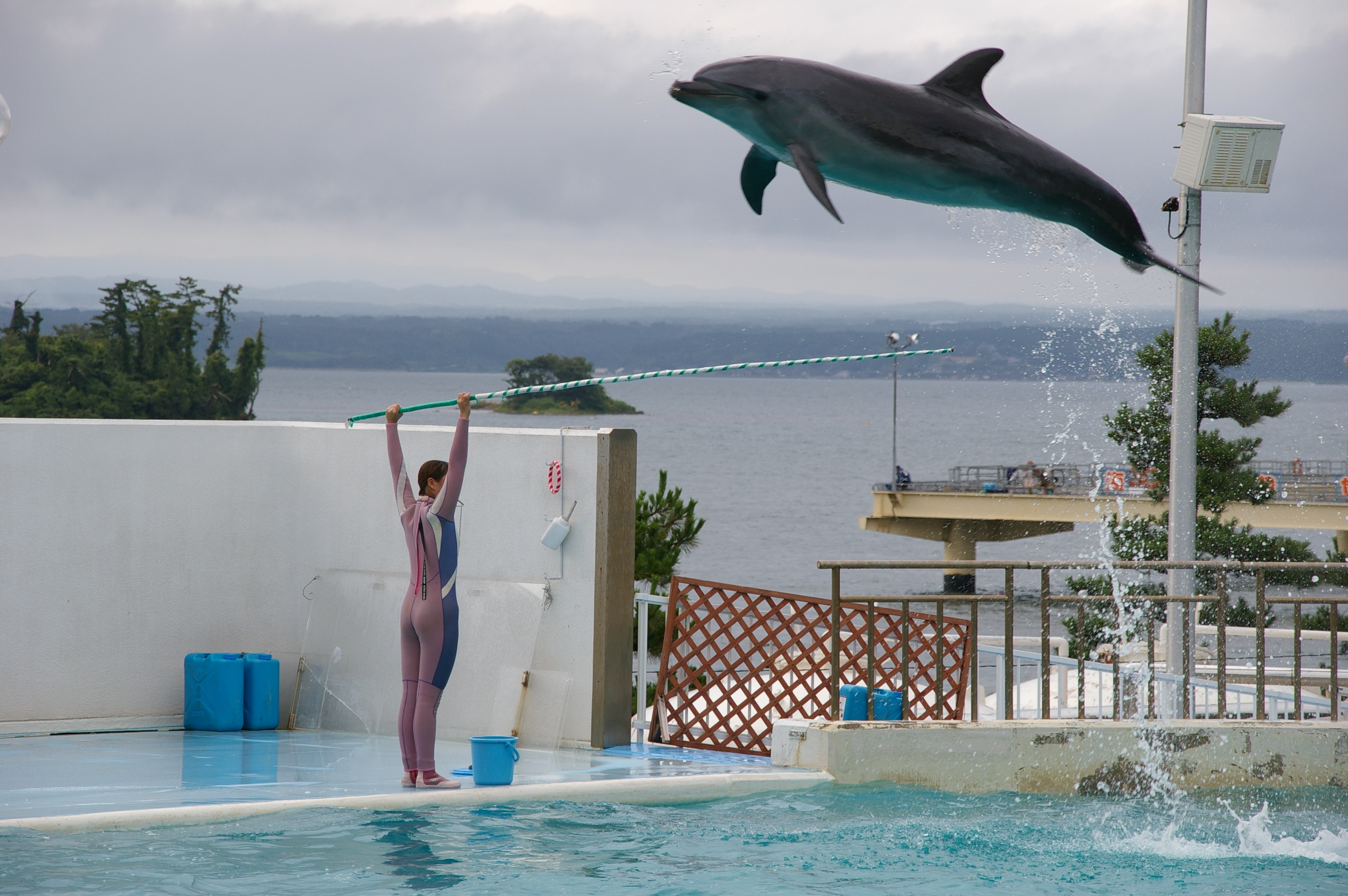 のとじま水族館でジャンプするイルカ