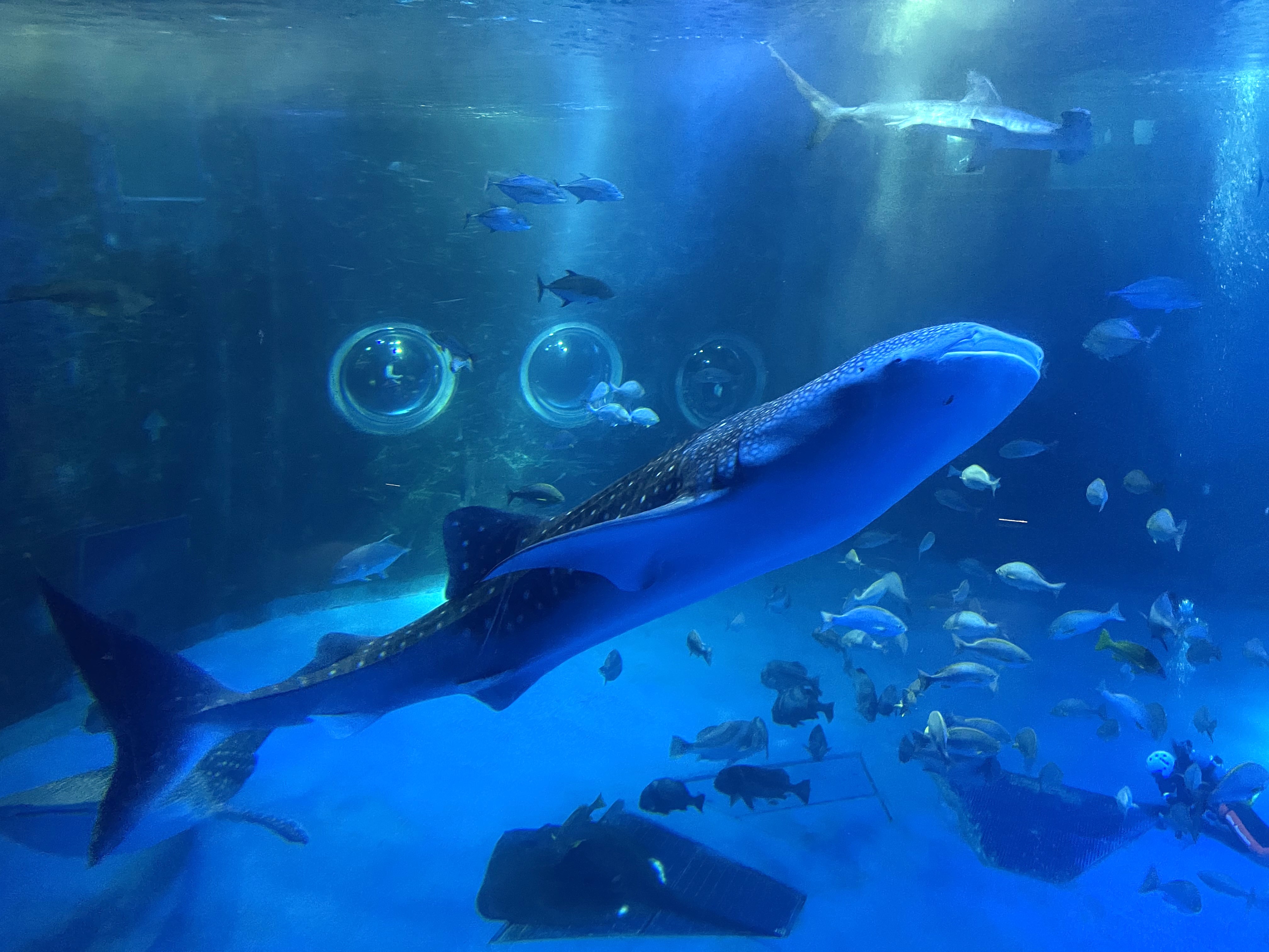 のとじま水族館のジンベエザメ