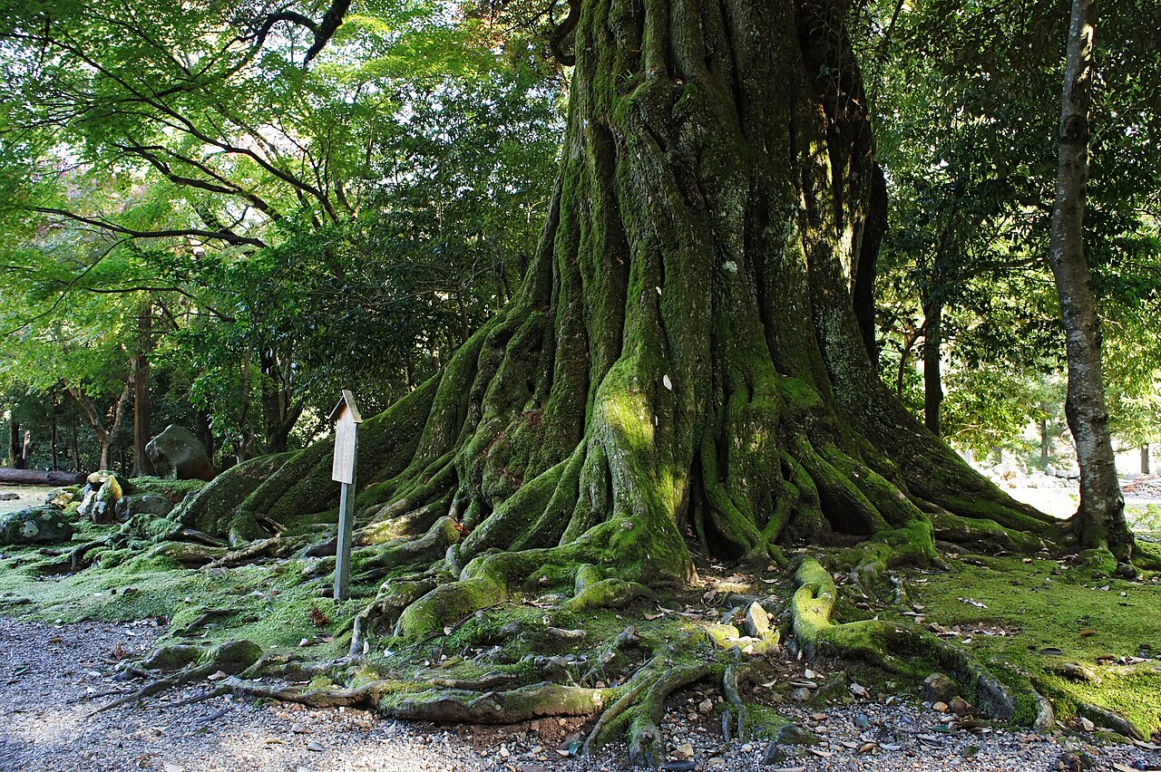 お水送りで知られる小浜・若狭神宮寺の境内