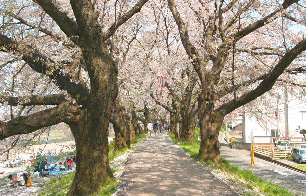 足羽川の桜と川の風景