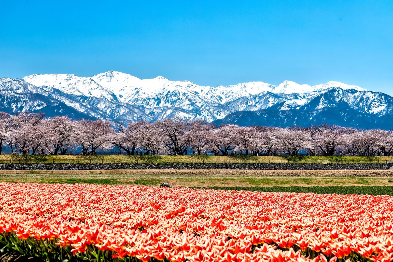 朝日町舟川べりの桜並木とチューリップ・菜の花・朝日岳の春の四重奏